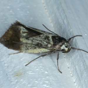 Oecophoridae (family) at Ainslie, ACT - 26 Oct 2023 09:38 PM