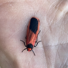 Scoliacma bicolora (Red Footman) at Googong, NSW - 14 Oct 2023 by Wandiyali