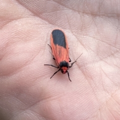 Scoliacma bicolora at Googong, NSW - 14 Oct 2023