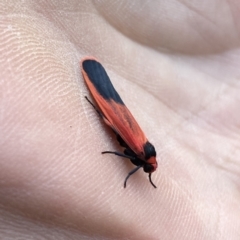 Scoliacma bicolora at Googong, NSW - 14 Oct 2023