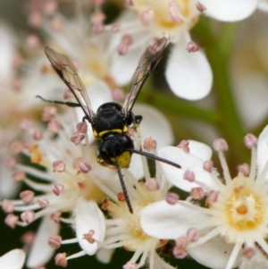 Hylaeus (Prosopisteron) primulipictus at Downer, ACT - 28 Oct 2023 04:05 PM