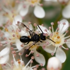 Hylaeus (Prosopisteron) primulipictus at Downer, ACT - 28 Oct 2023 04:05 PM