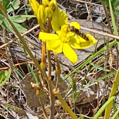 Syrphini sp. (tribe) (Unidentified syrphine hover fly) at Tuggeranong, ACT - 28 Oct 2023 by galah681