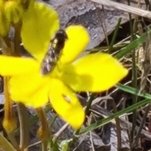 Syrphini sp. (tribe) at Tuggeranong, ACT - 28 Oct 2023