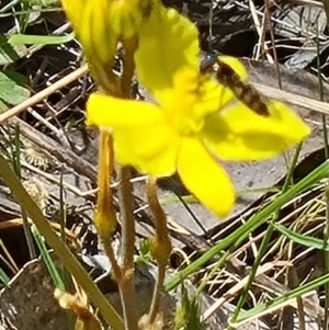 Syrphini sp. (tribe) at Tuggeranong, ACT - 28 Oct 2023