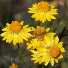 Xerochrysum viscosum (Sticky Everlasting) at Bandiana, VIC - 27 Oct 2023 by KylieWaldon