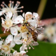 Labium sp. (genus) at Downer, ACT - 28 Oct 2023