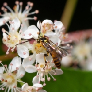 Labium sp. (genus) at Downer, ACT - 28 Oct 2023