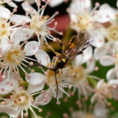 Labium sp. (genus) at Downer, ACT - 28 Oct 2023