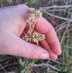 Pseudognaphalium luteoalbum (Jersey Cudweed) at Kowen, ACT - 27 Oct 2023 by clarehoneydove