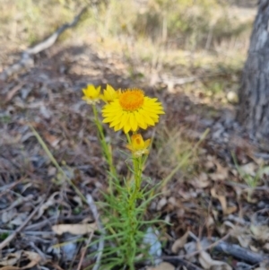 Xerochrysum viscosum at Bungendore, NSW - 28 Oct 2023