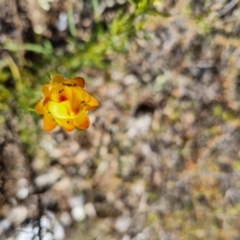 Xerochrysum viscosum at Bungendore, NSW - 28 Oct 2023