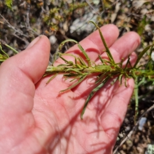 Xerochrysum viscosum at Bungendore, NSW - 28 Oct 2023