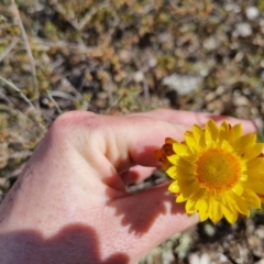 Xerochrysum viscosum at Bungendore, NSW - 28 Oct 2023