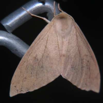 Arhodia lasiocamparia (Pink Arhodia) at Sheldon, QLD - 12 Oct 2007 by PJH123