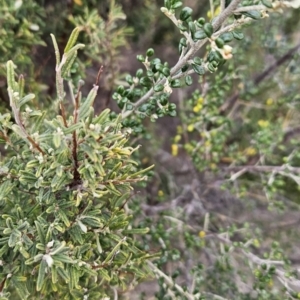 Phebalium squamulosum subsp. ozothamnoides at Tuggeranong, ACT - 28 Oct 2023 10:09 AM