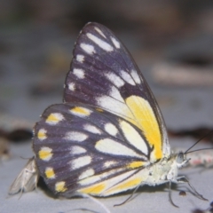 Belenois java (Caper White) at Sheldon, QLD - 13 Oct 2007 by PJH123