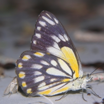 Belenois java (Caper White) at Sheldon, QLD - 13 Oct 2007 by PJH123