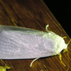 Chasmina tibialis (Snowy Noctuid (Acronictinae) at Sheldon, QLD by PJH123