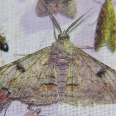 Cleora displicata (A Cleora Bark Moth) at Sheldon, QLD - 12 Oct 2007 by PJH123