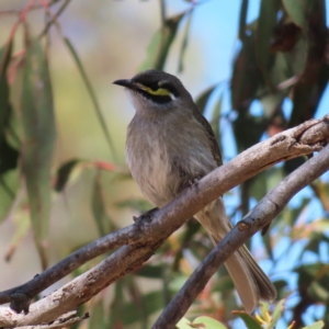 Caligavis chrysops at Bombay, NSW - 28 Oct 2023