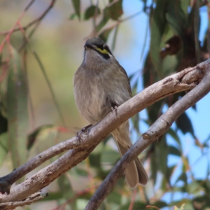 Caligavis chrysops at Bombay, NSW - 28 Oct 2023