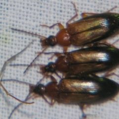 Unidentified Darkling beetle (Tenebrionidae) at Sheldon, QLD - 12 Oct 2007 by PJH123