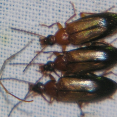 Unidentified Darkling beetle (Tenebrionidae) at Sheldon, QLD - 12 Oct 2007 by PJH123