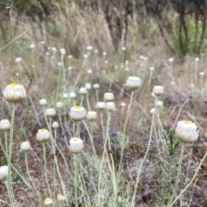 Leucochrysum albicans subsp. tricolor at Googong, NSW - suppressed