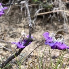 Swainsona sericea (Silky Swainson-Pea) at Googong, NSW - 18 Oct 2023 by Wandiyali