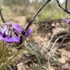 Swainsona sericea at Googong, NSW - 19 Oct 2023