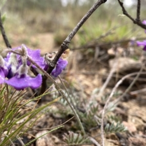 Swainsona sericea at Googong, NSW - 19 Oct 2023