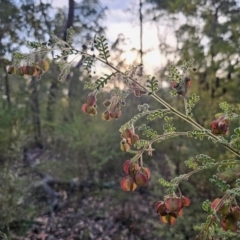 Dodonaea pinnata (Hopbush) at Mulgoa, NSW - 28 Oct 2023 by Csteele4