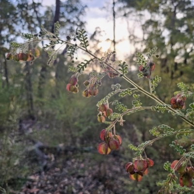 Dodonaea pinnata (Hopbush) at Blue Mountains National Park - 28 Oct 2023 by Csteele4