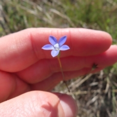 Wahlenbergia multicaulis (Tadgell's Bluebell) at Bombay, NSW - 28 Oct 2023 by MatthewFrawley