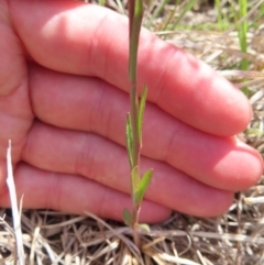 Wahlenbergia multicaulis at Bombay, NSW - 28 Oct 2023