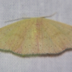 Unidentified Geometer moth (Geometridae) by PJH123