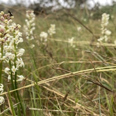 Stackhousia monogyna (Creamy Candles) at Wandiyali-Environa Conservation Area - 18 Oct 2023 by Wandiyali