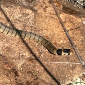 Pseudonaja textilis at Environa, NSW - 18 Oct 2023 10:00 AM