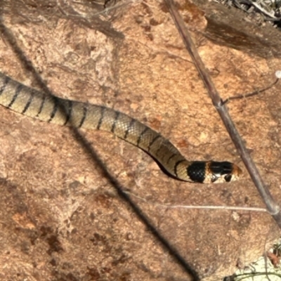 Pseudonaja textilis (Eastern Brown Snake) at Environa, NSW - 18 Oct 2023 by Wandiyali