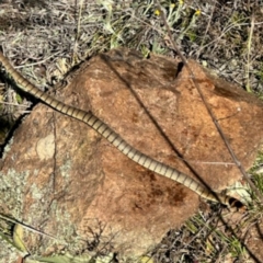 Pseudonaja textilis at Environa, NSW - 18 Oct 2023 10:00 AM