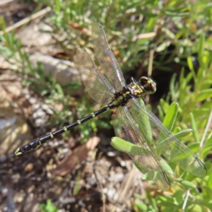 Hemigomphus gouldii at QPRC LGA - 28 Oct 2023 03:19 PM