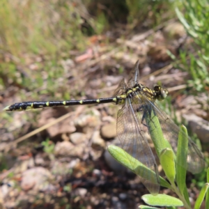 Hemigomphus gouldii at QPRC LGA - 28 Oct 2023 03:19 PM