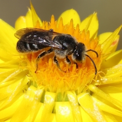 Lasioglossum (Chilalictus) sp. (genus & subgenus) at Bandiana, VIC - 28 Oct 2023 by KylieWaldon