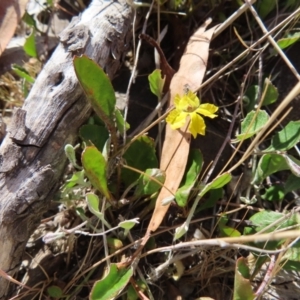 Goodenia hederacea subsp. hederacea at Bombay, NSW - 28 Oct 2023 03:22 PM