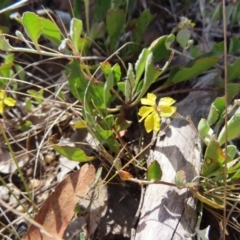 Goodenia hederacea subsp. hederacea at Bombay, NSW - 28 Oct 2023 03:22 PM