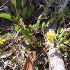 Goodenia hederacea subsp. hederacea at Bombay, NSW - 28 Oct 2023