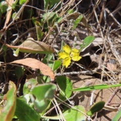 Goodenia hederacea subsp. hederacea at Bombay, NSW - 28 Oct 2023