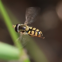 Simosyrphus grandicornis (Common hover fly) at Bandiana, VIC - 27 Oct 2023 by KylieWaldon