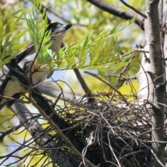 Cracticus torquatus (Grey Butcherbird) at Bandiana, VIC - 27 Oct 2023 by KylieWaldon